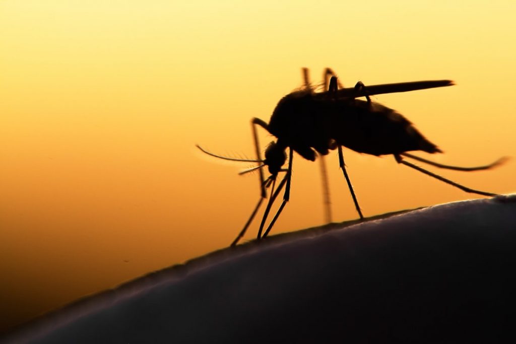 99% dos focos de Dengue foram detectados no interior das residências em Nova Serrana