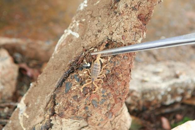 Escorpiões em Uberlândia: chamadas por vistoria, captura e orientação aumentam 73%