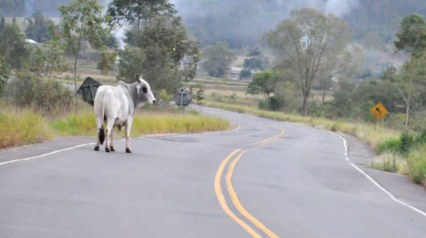 Motorista que desviou de boi e capotou será indenizado