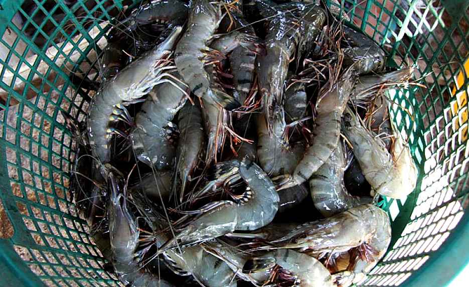 Vazamento de óleo: Governo tira orientação sobre camarão e pode afetar mangue