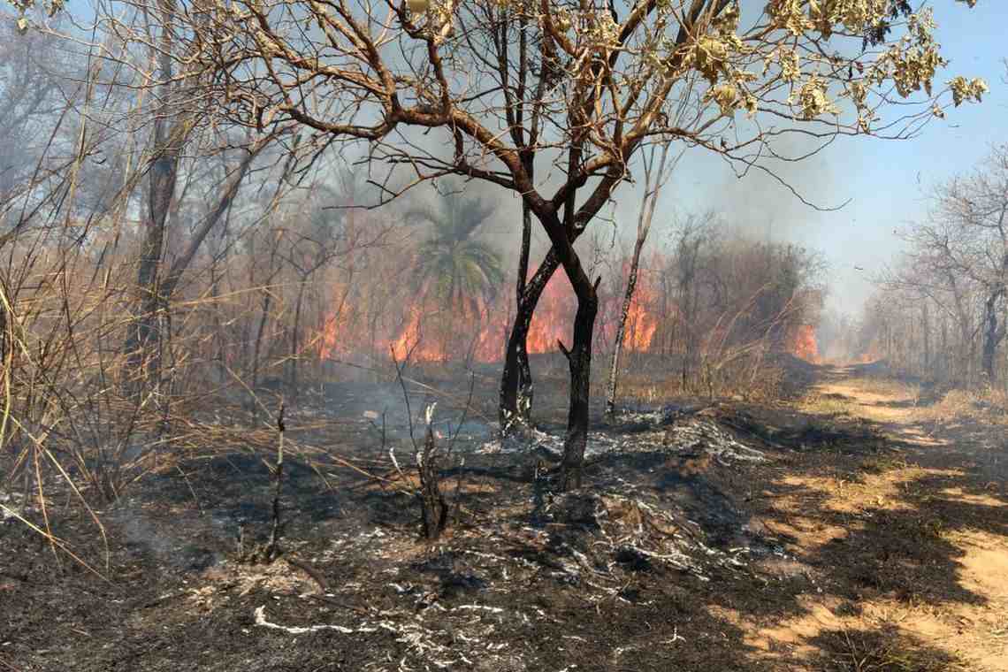 Previncêndio aponta diminuição da área queimada nas unidades de conservação de Minas Gerais