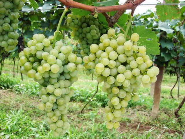 Controle ampliado da produção e importação de vinhos e bebidas