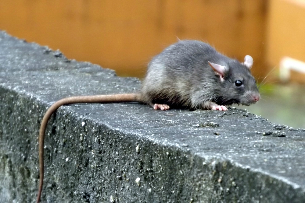 Com isolamento, ratos podem ficar mais agressivos com a falta de alimentos e expor população a doenças