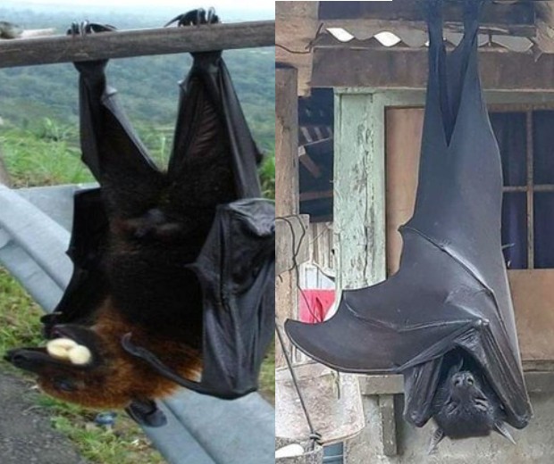 É verdade: morcego gigante chega a medir 1,30 metro