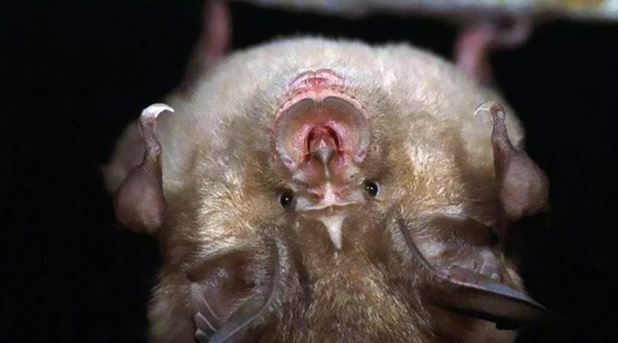 A doença misteriosa em caverna da China e possível 'escapada' do Covid