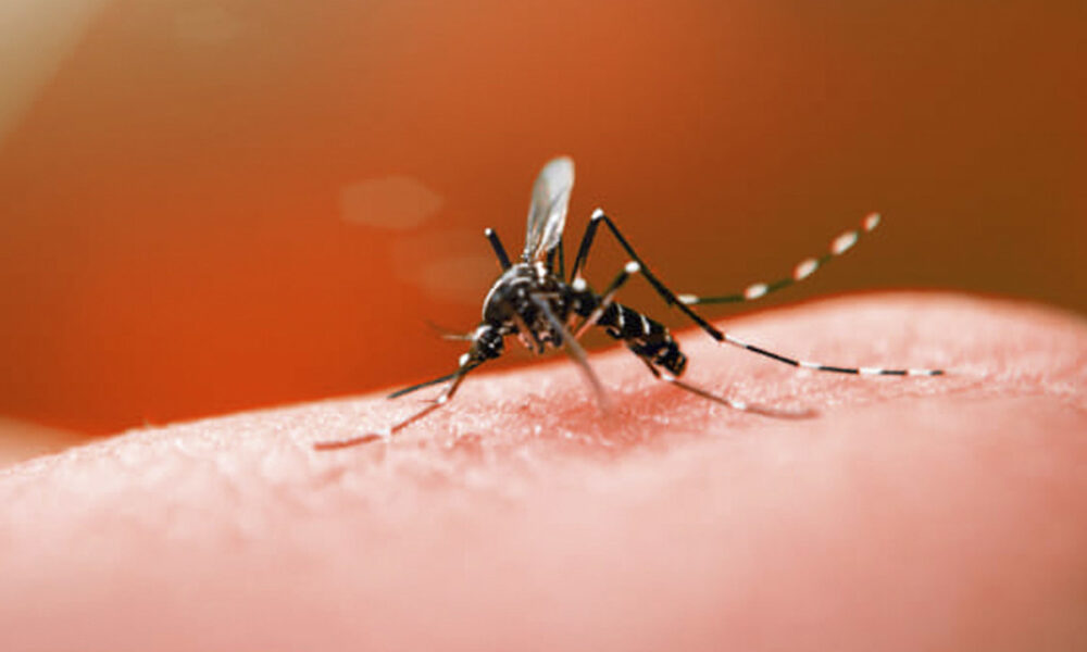 dengue